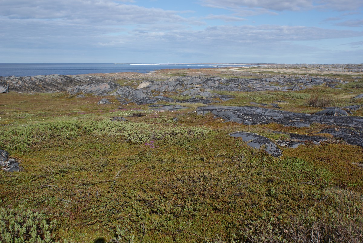 null - ML633185949