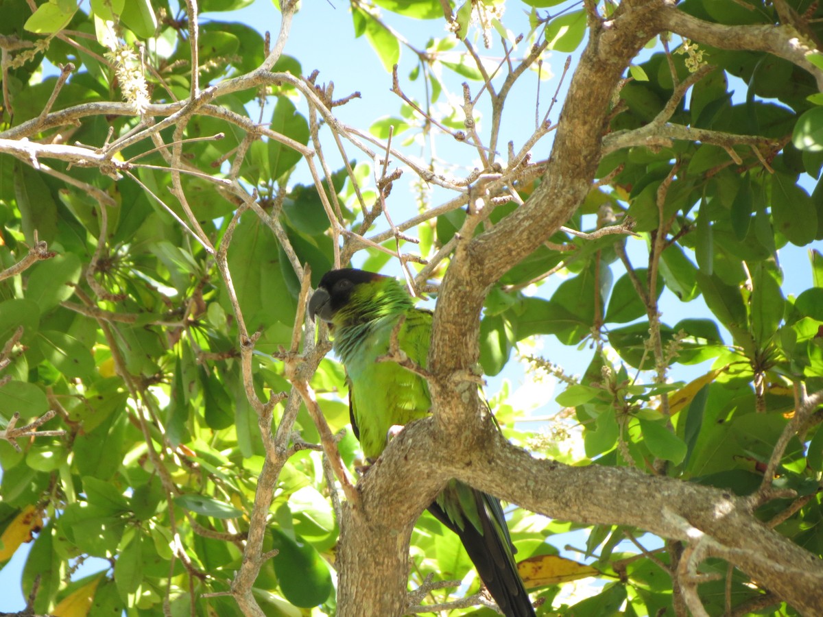 Nanday Parakeet - ML633186114