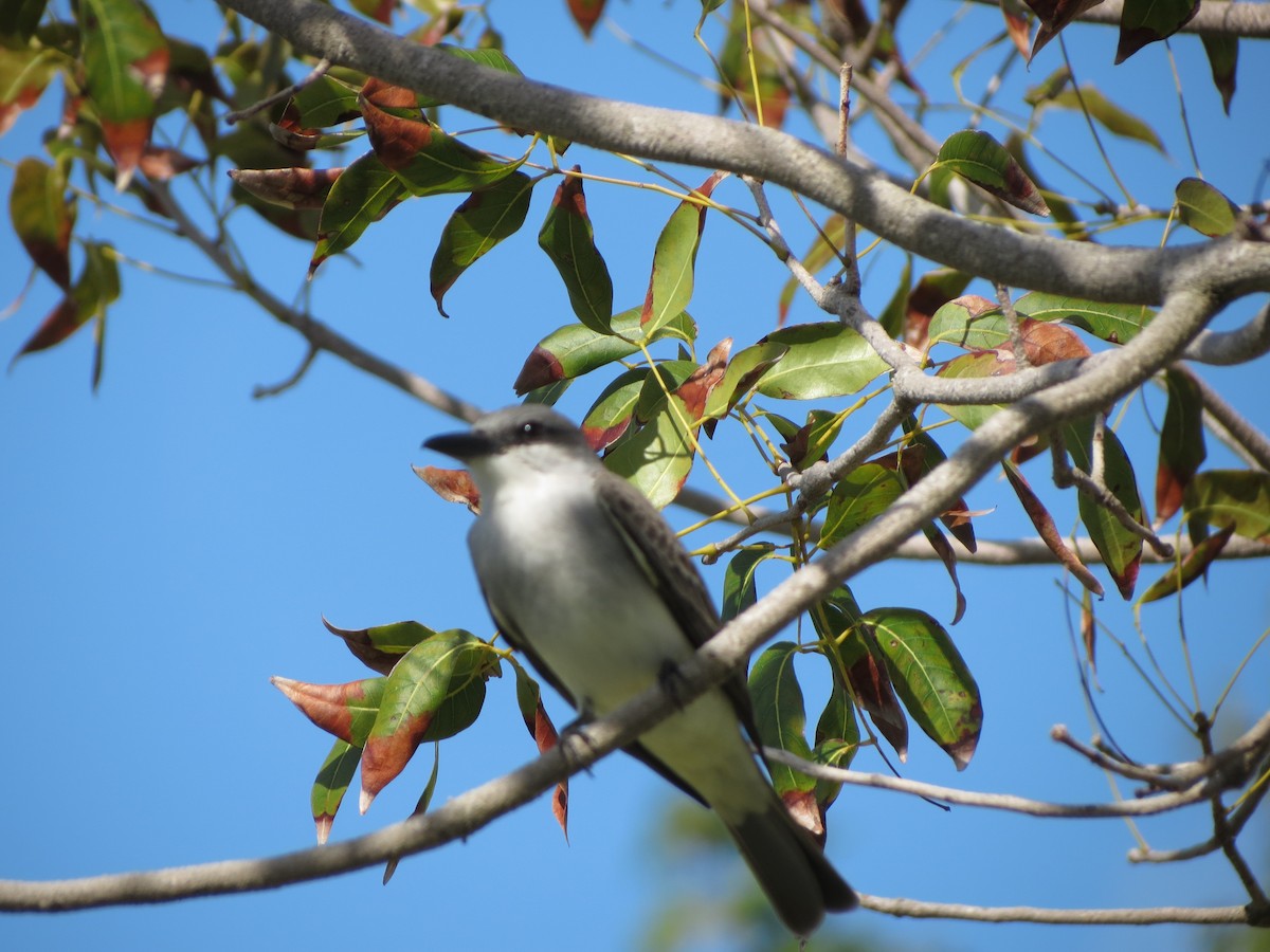 Gray Kingbird - ML633186147