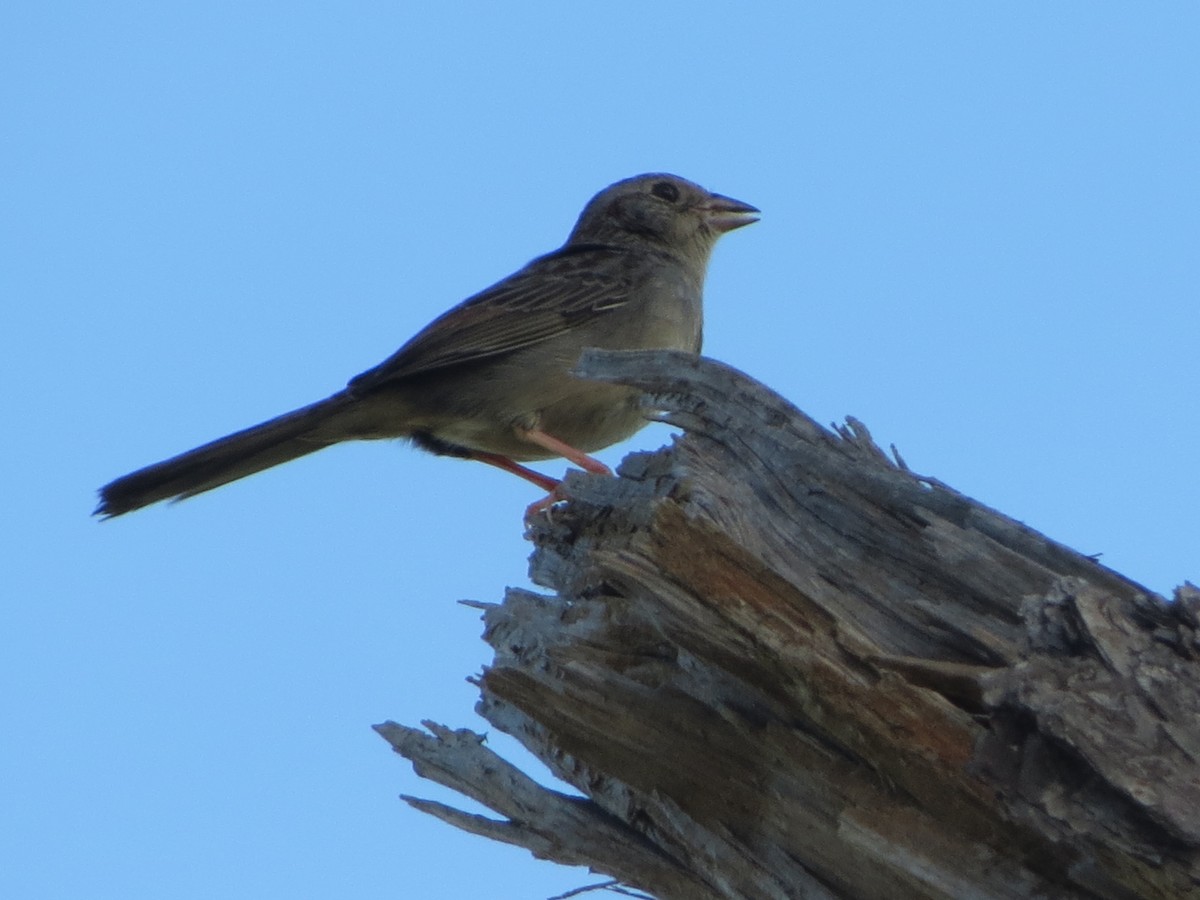 Bachman's Sparrow - ML633186337