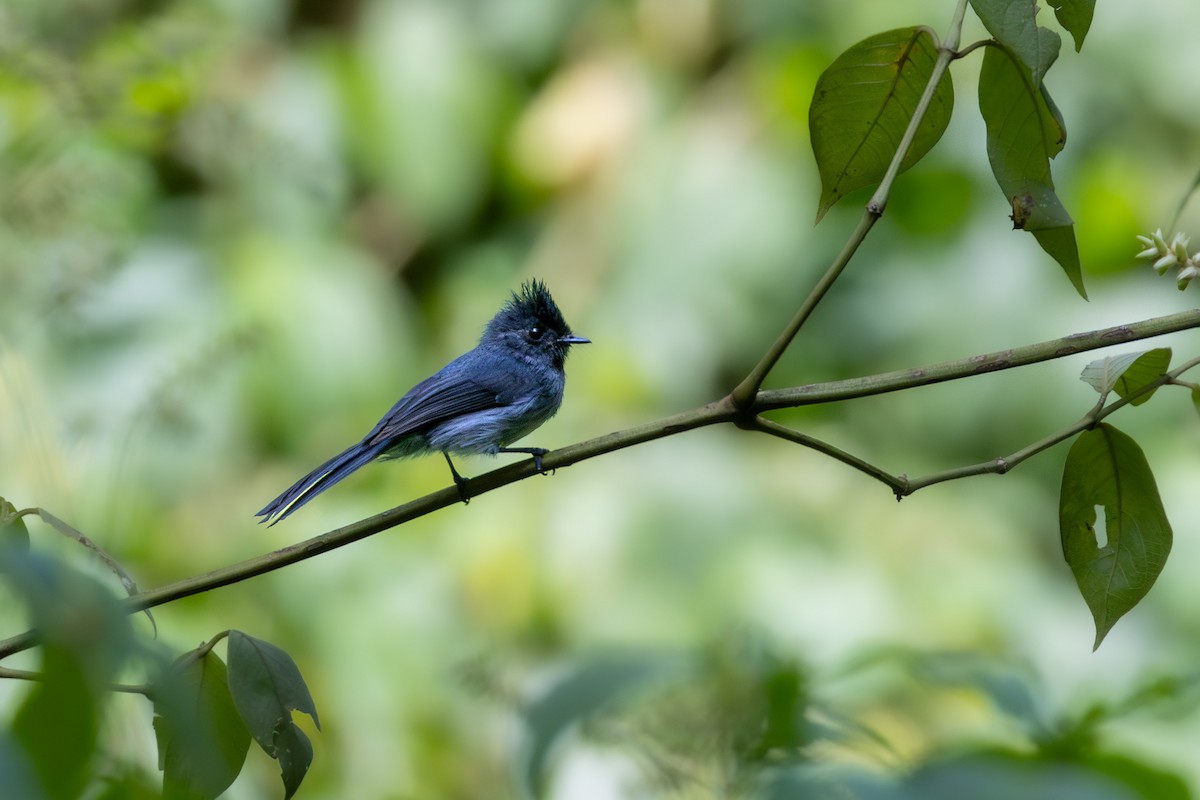 White-bellied Crested Flycatcher - ML633186341