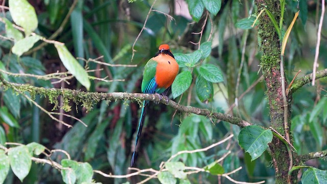 Rufous Motmot - ML633186385