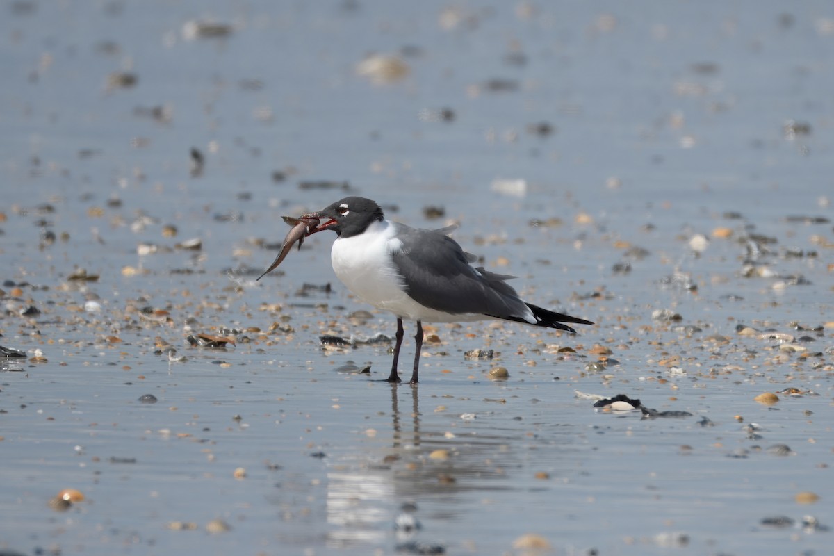Laughing Gull - ML633186455