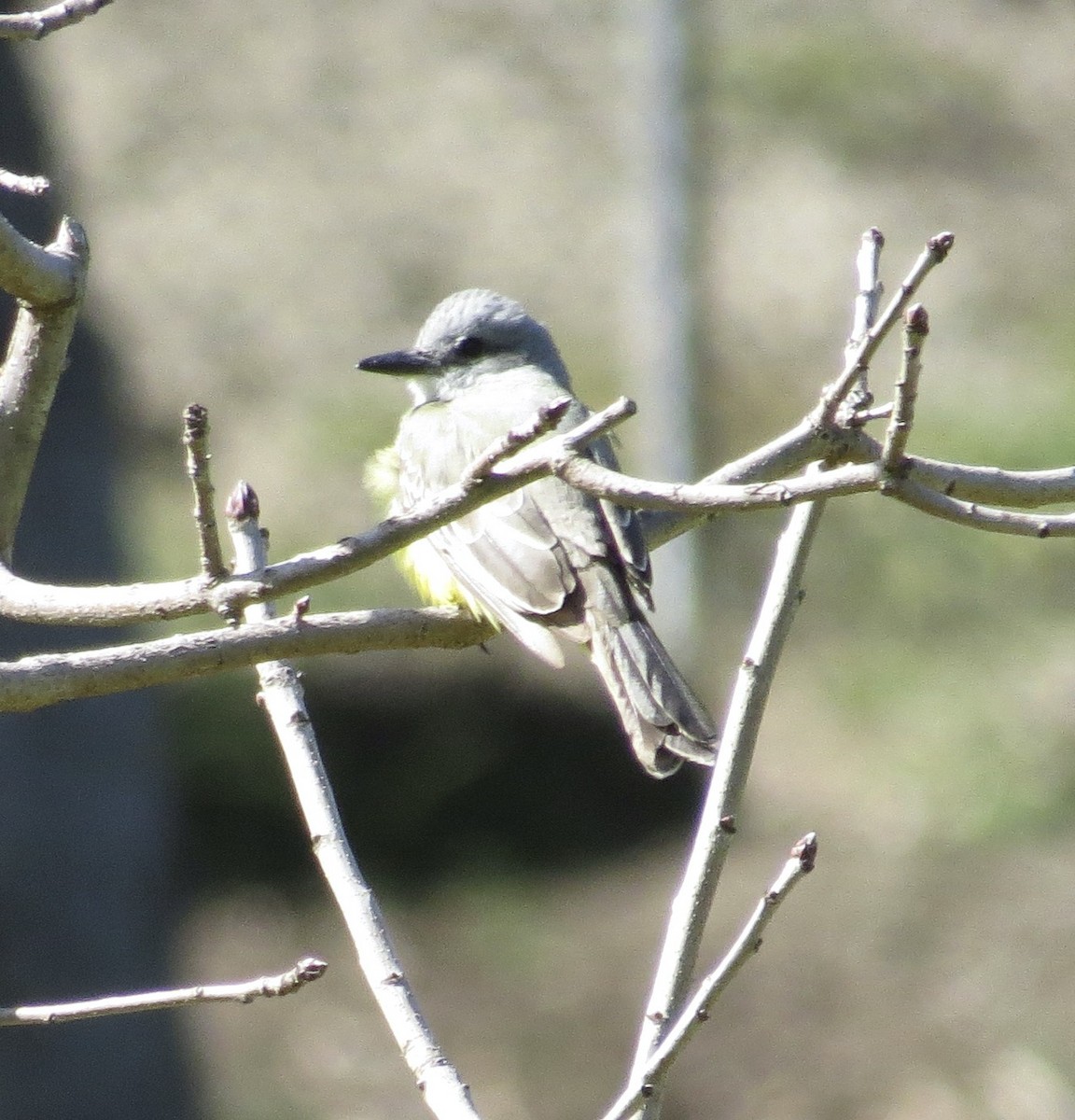Tropical Kingbird - ML633186530
