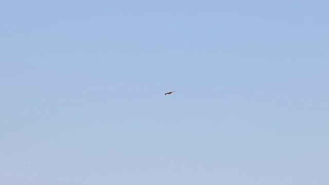 Ferruginous Hawk - ML633186582