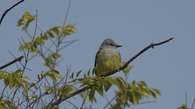 Western Kingbird - ML633186635