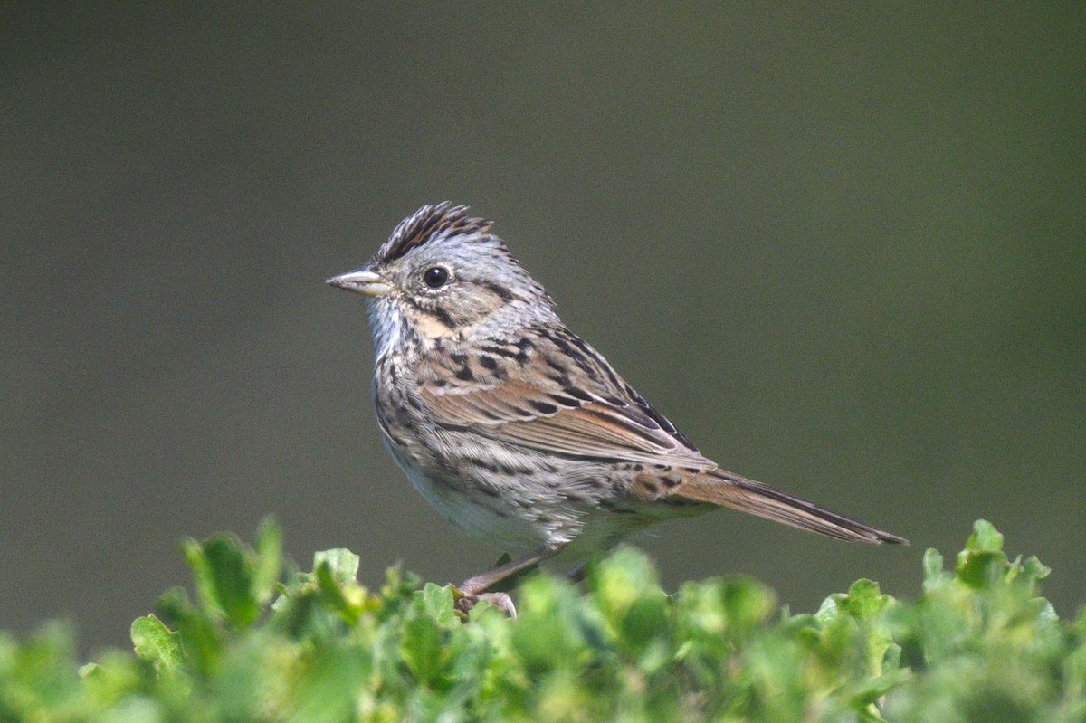 Lincoln's Sparrow - ML633186698