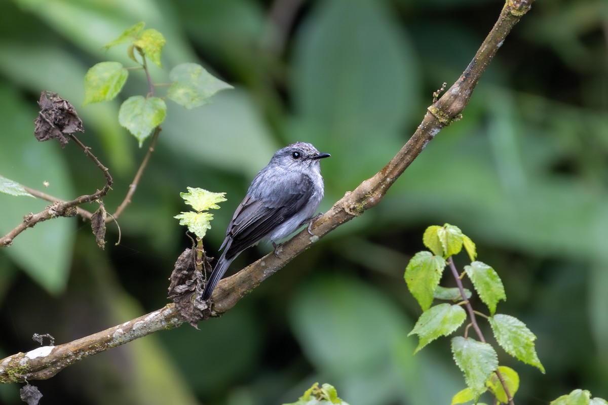 Cassin's Flycatcher - ML633186813