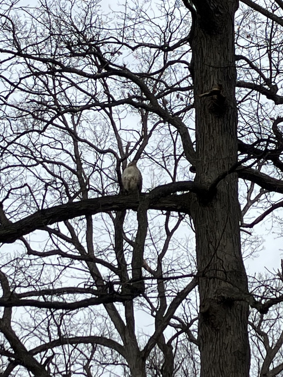 Red-tailed Hawk - ML633186847