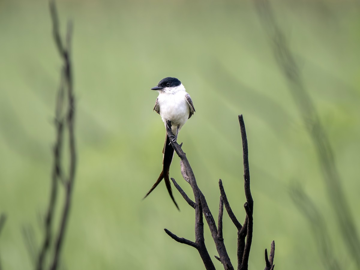 Fork-tailed Flycatcher - ML633186944