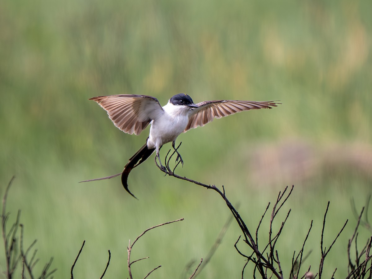 Fork-tailed Flycatcher - ML633186946