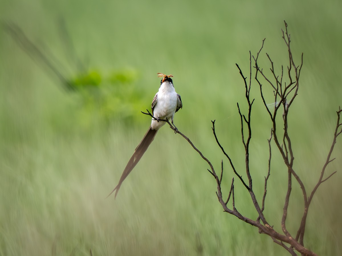 Fork-tailed Flycatcher - ML633186947