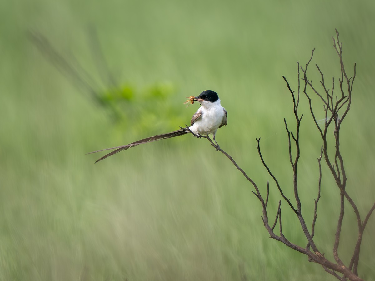 Fork-tailed Flycatcher - ML633186948