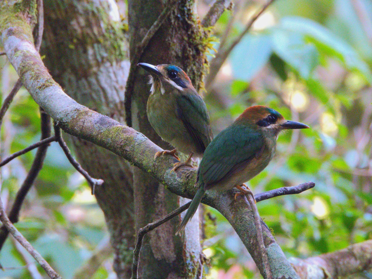 Tody Motmot - ML633187079