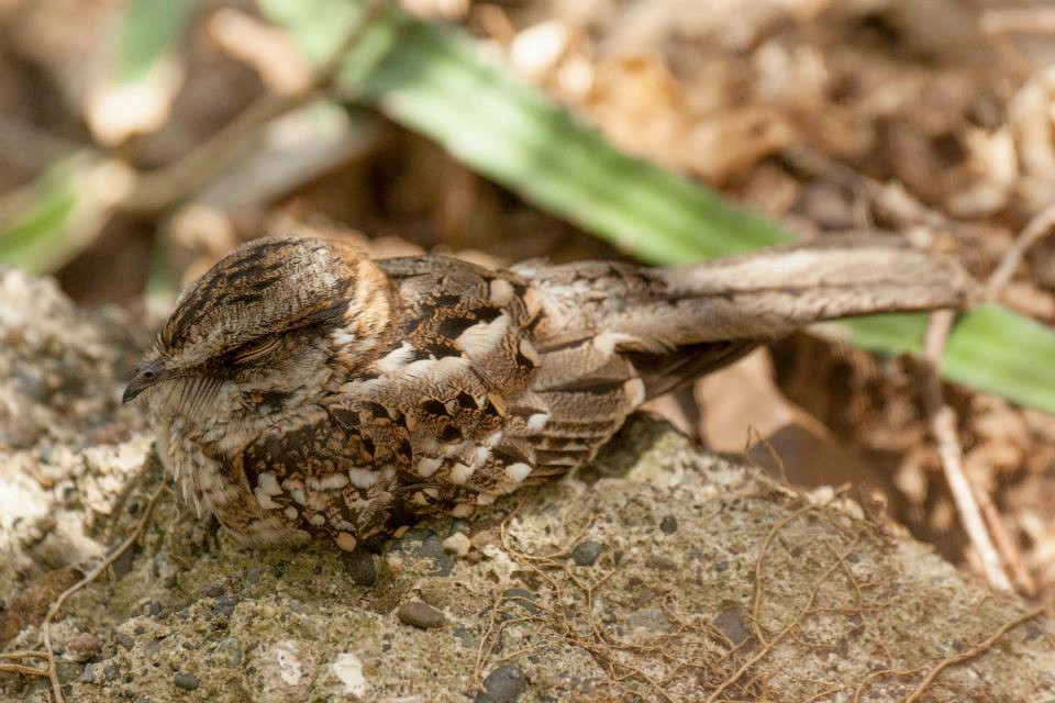 White-tailed Nightjar - ML633187165