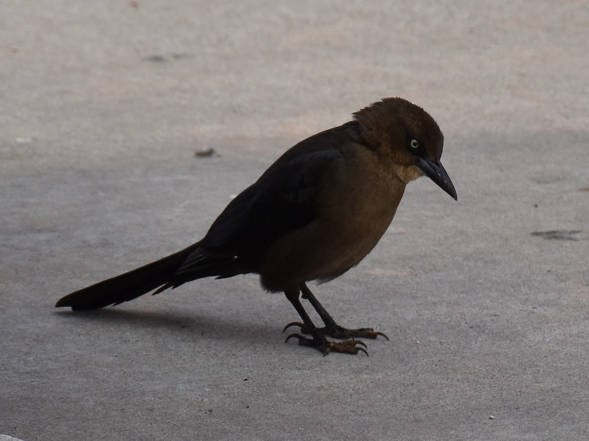 vlhovec velkoocasý - ML633187172