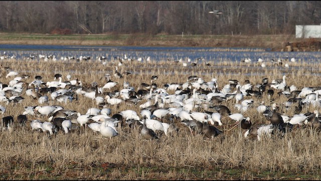 Snow Goose - ML633187242