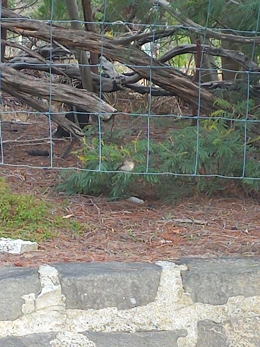 Rose Robin - ML633187312