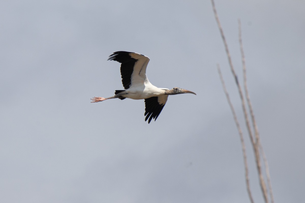 Wood Stork - ML633187326
