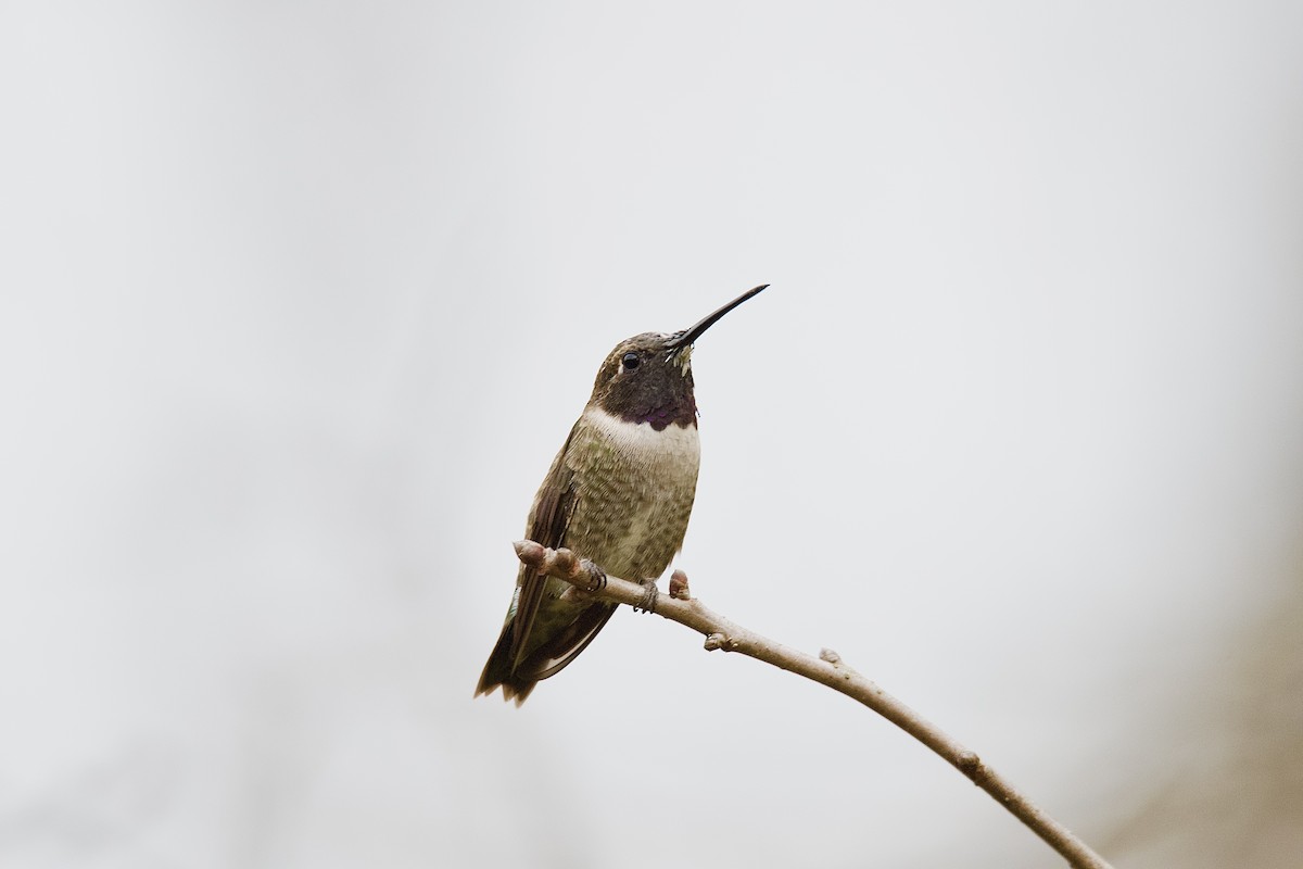 kalypta černobradá - ML633187387