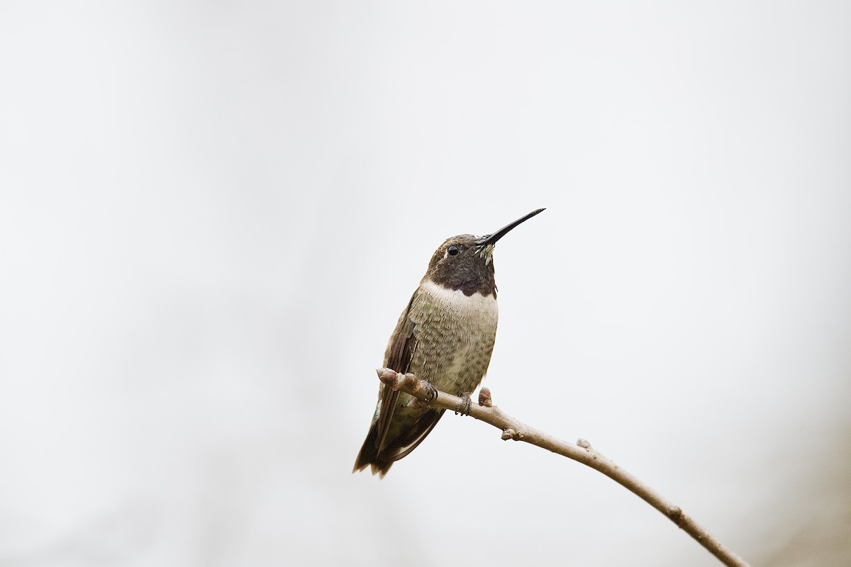 kalypta černobradá - ML633187402