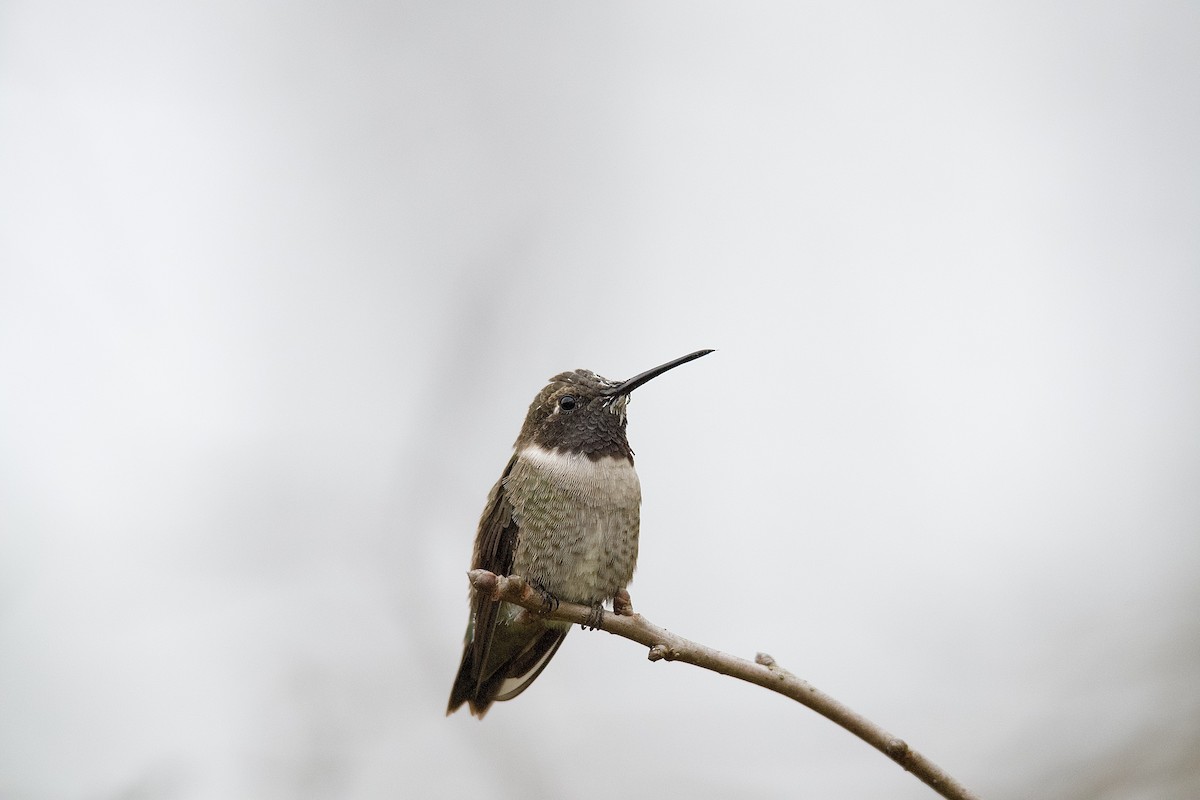 kalypta černobradá - ML633187403