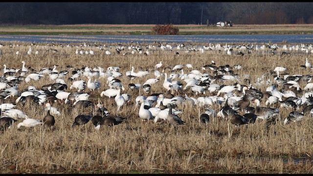 Snow Goose - ML633187406