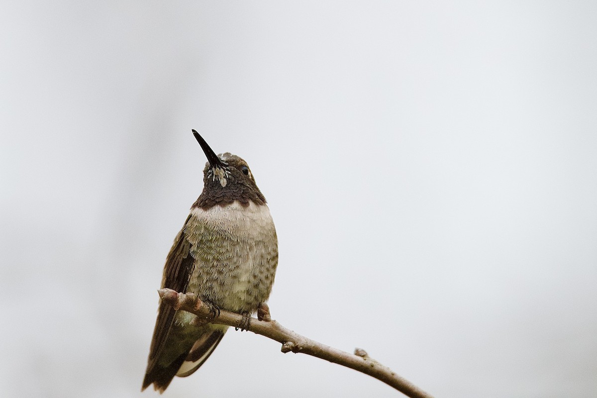 kalypta černobradá - ML633187427