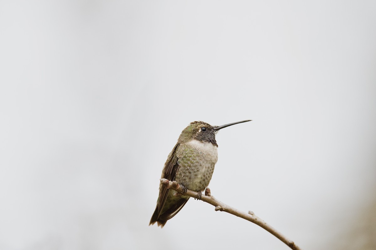 kalypta černobradá - ML633187447