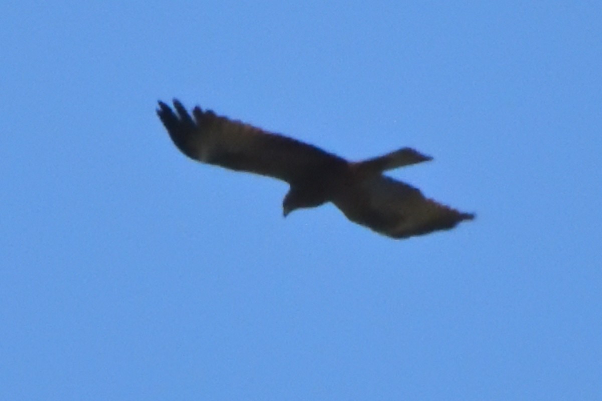 דיה שחורה - ML633187496