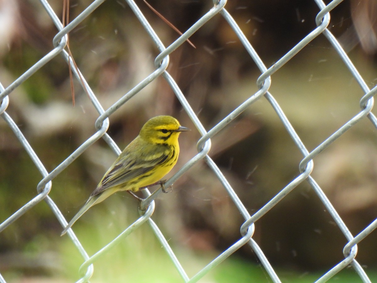 Prairie Warbler - ML633187521