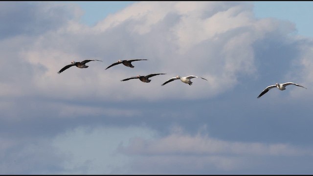 Snow Goose - ML633187707