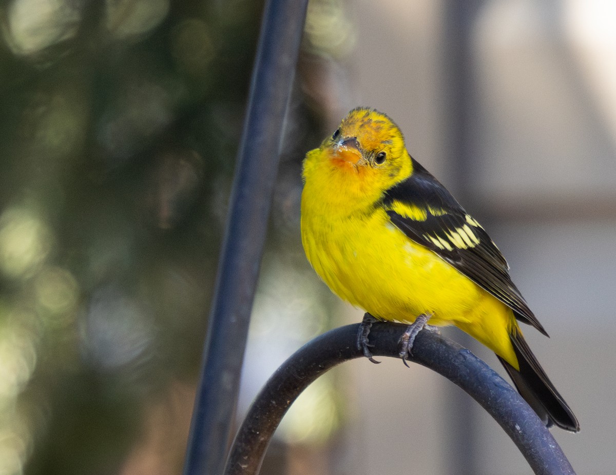 Western Tanager - ML633187807
