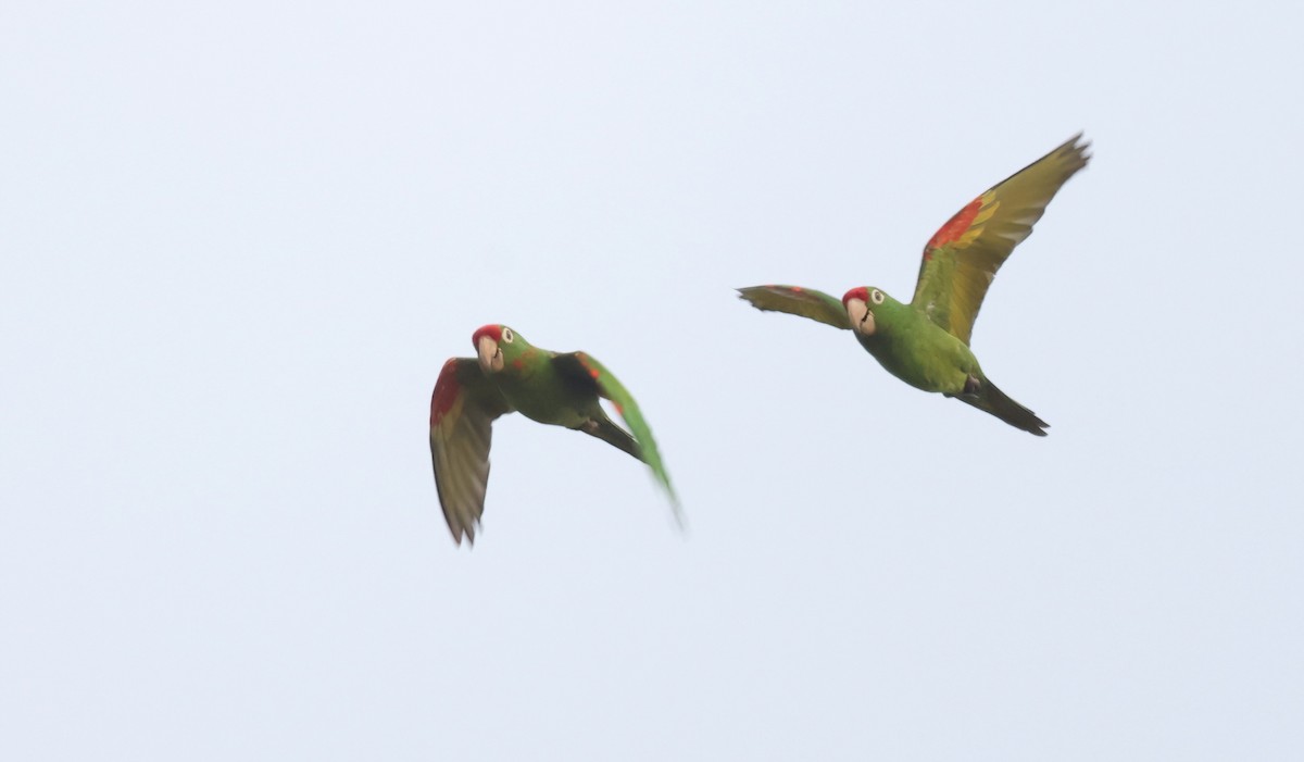 Crimson-fronted Parakeet - ML633187829