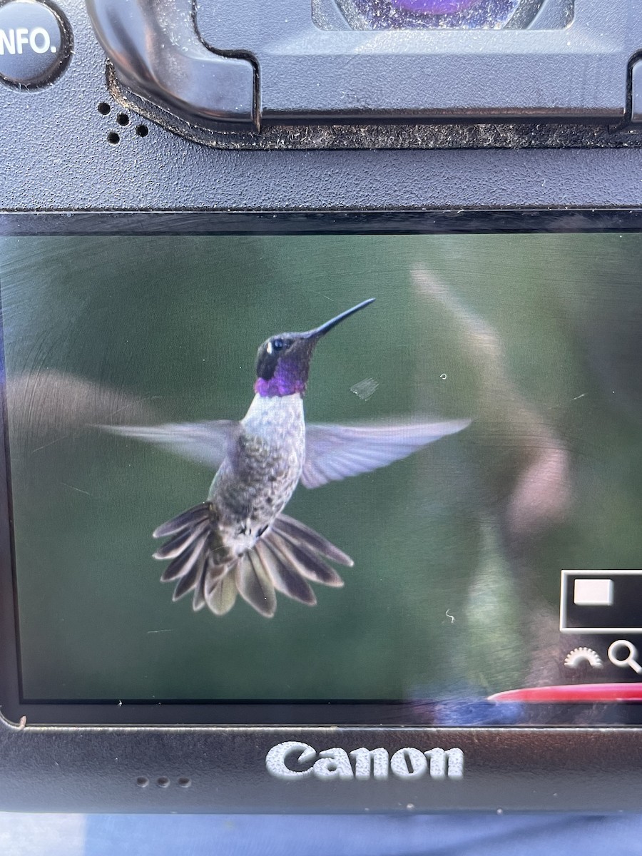 Black-chinned x Anna's Hummingbird (hybrid) - ML633187911