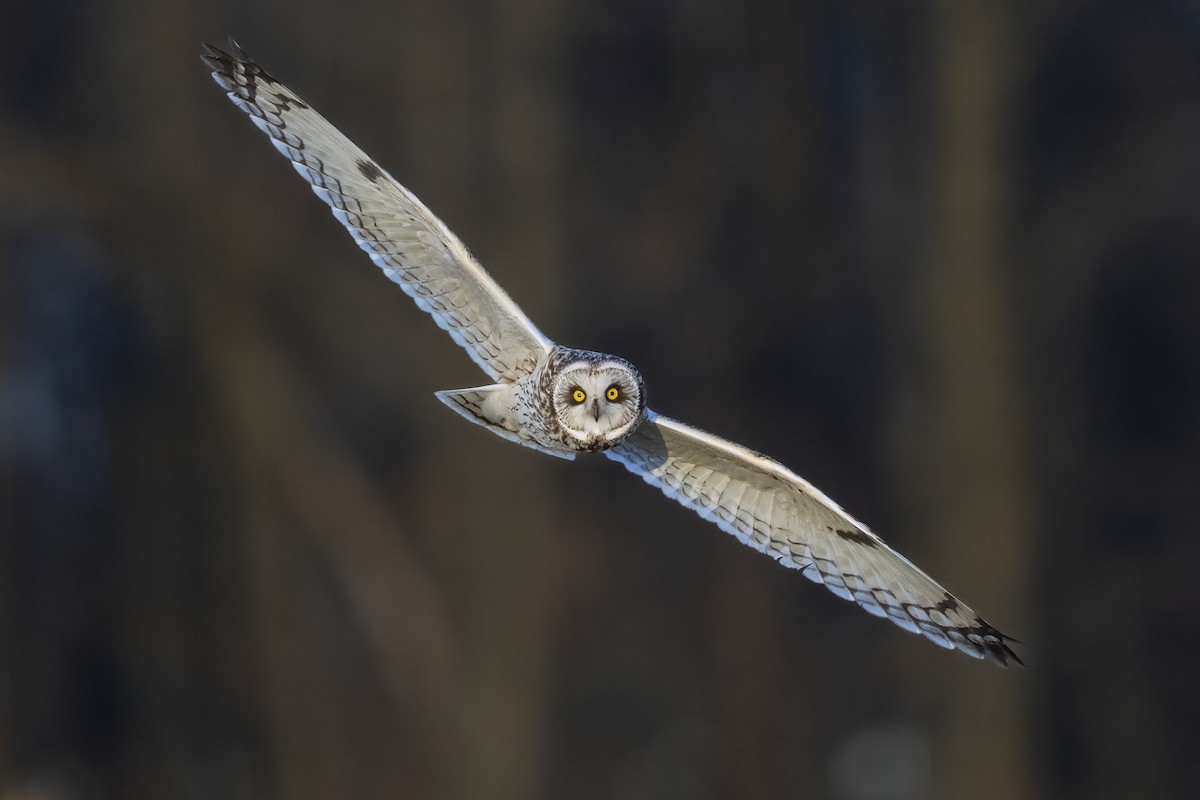 Short-eared Owl - ML633188341