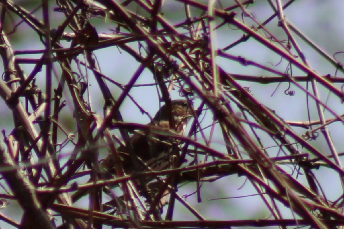 Fox Sparrow - ML633188536