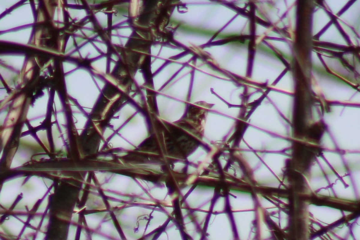 Fox Sparrow - ML633188537