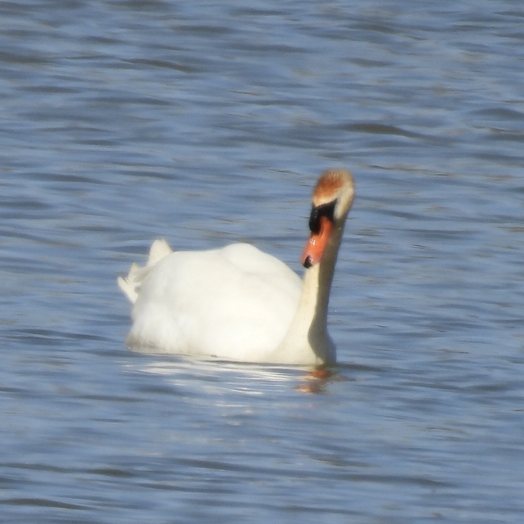 Mute Swan - ML633188821