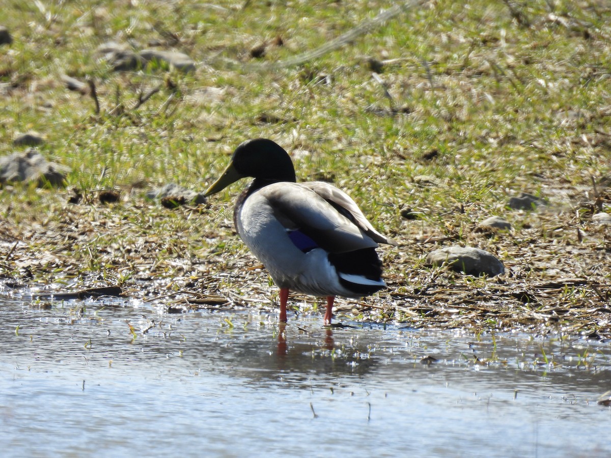 Mallard - ML633188830