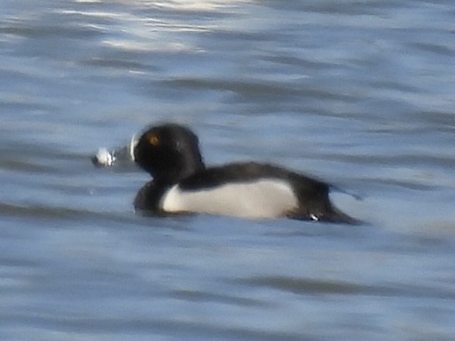 Ring-necked Duck - ML633188852