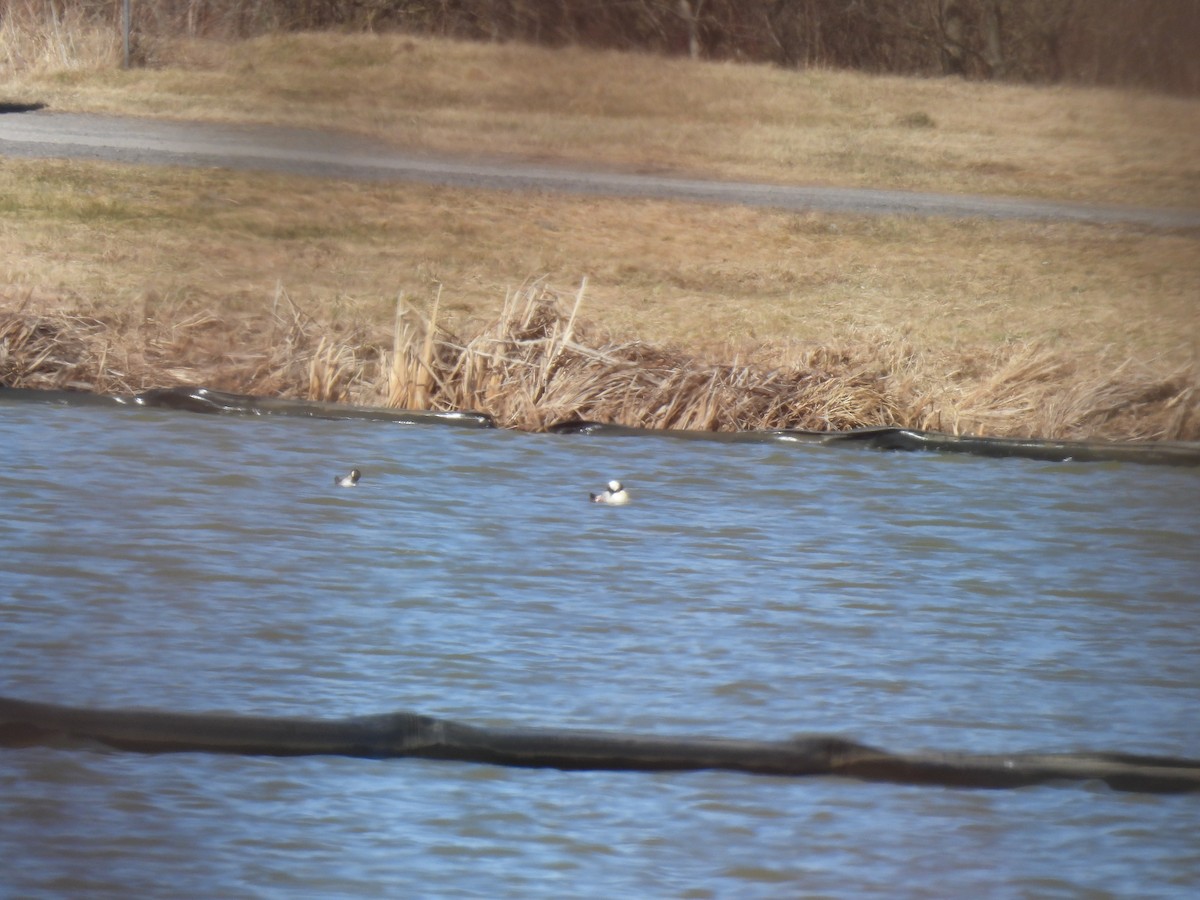 Bufflehead - ML633188861