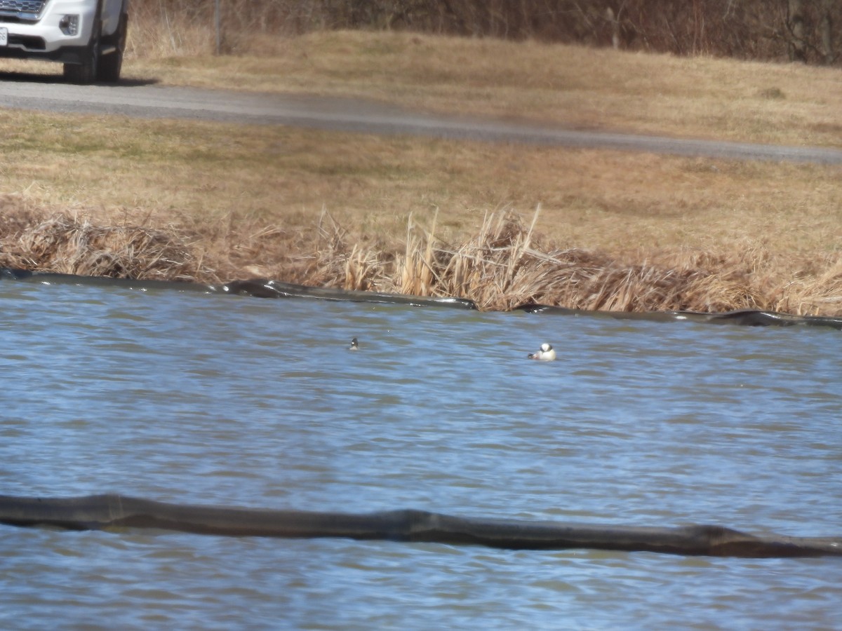 Bufflehead - ML633188862