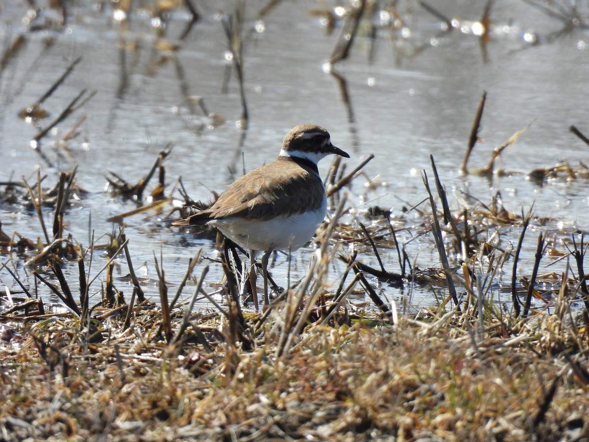 Killdeer - ML633188878