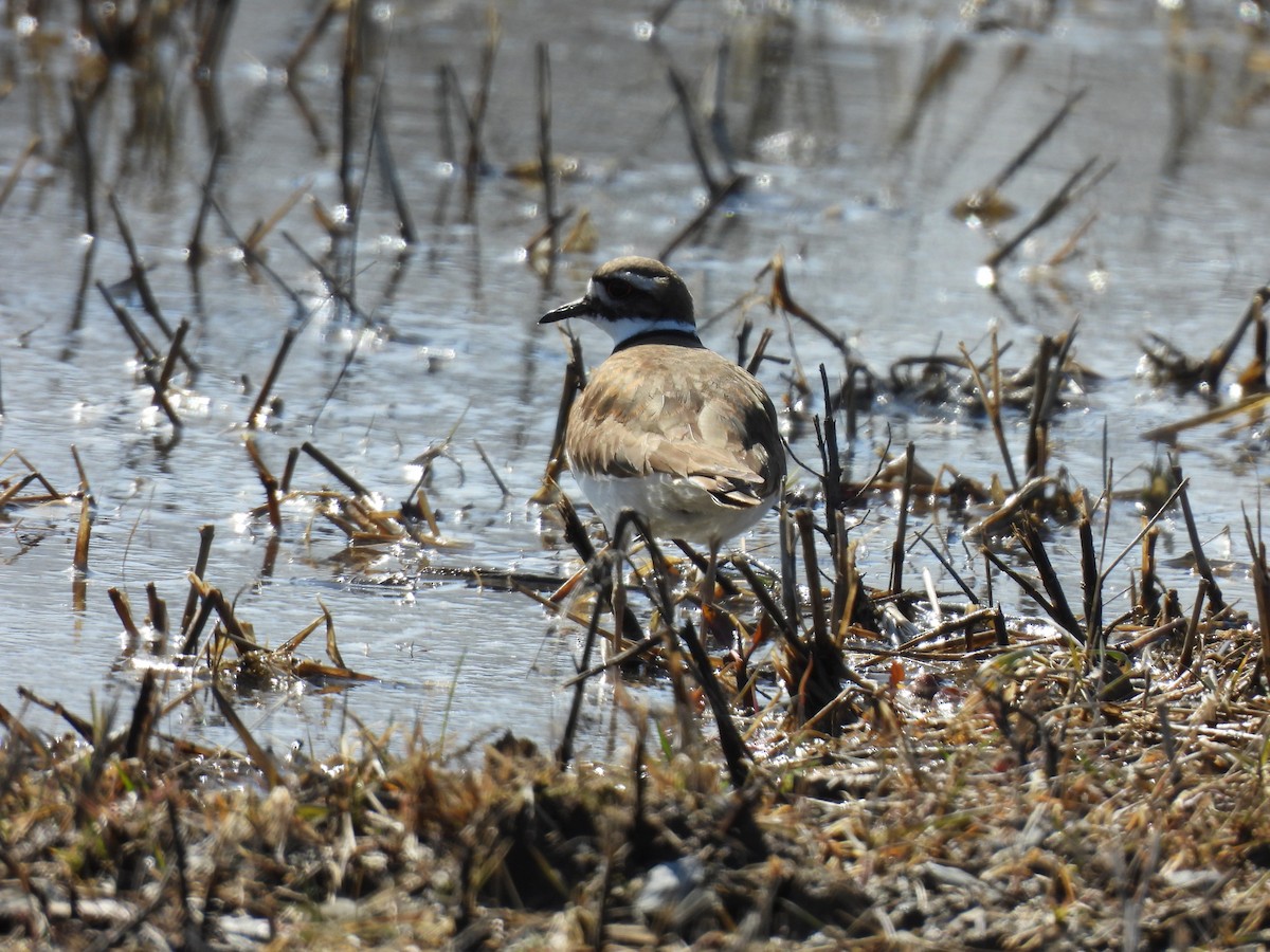 Killdeer - ML633188879