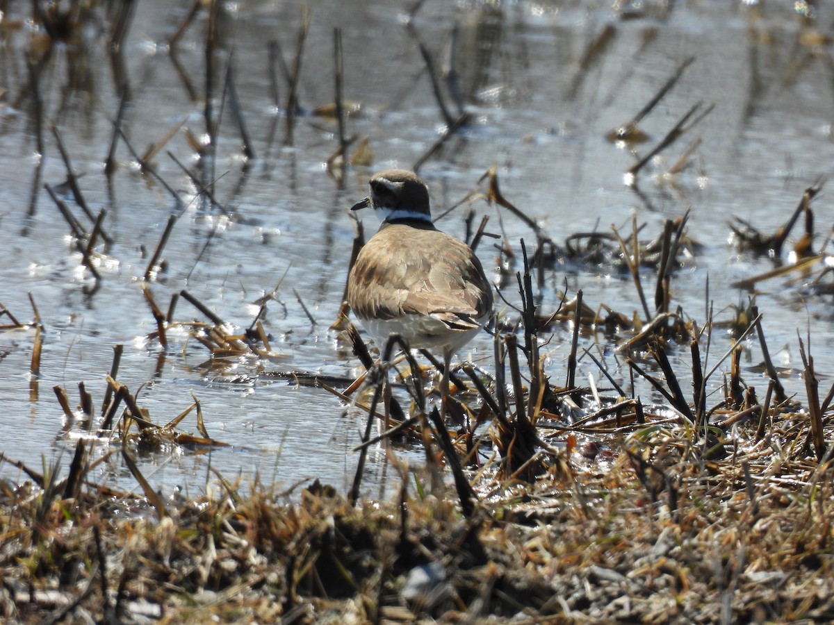 Killdeer - ML633188880