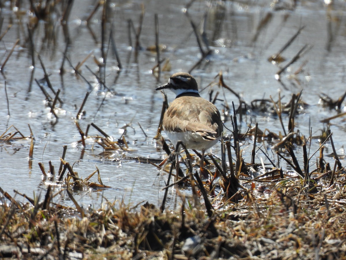 Killdeer - ML633188881