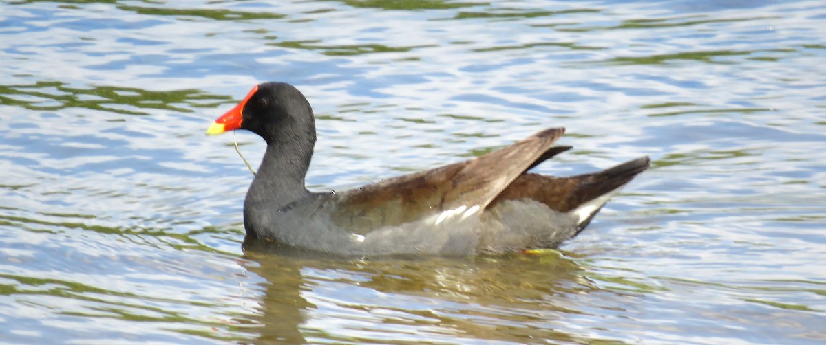 Common Gallinule - ML633188919