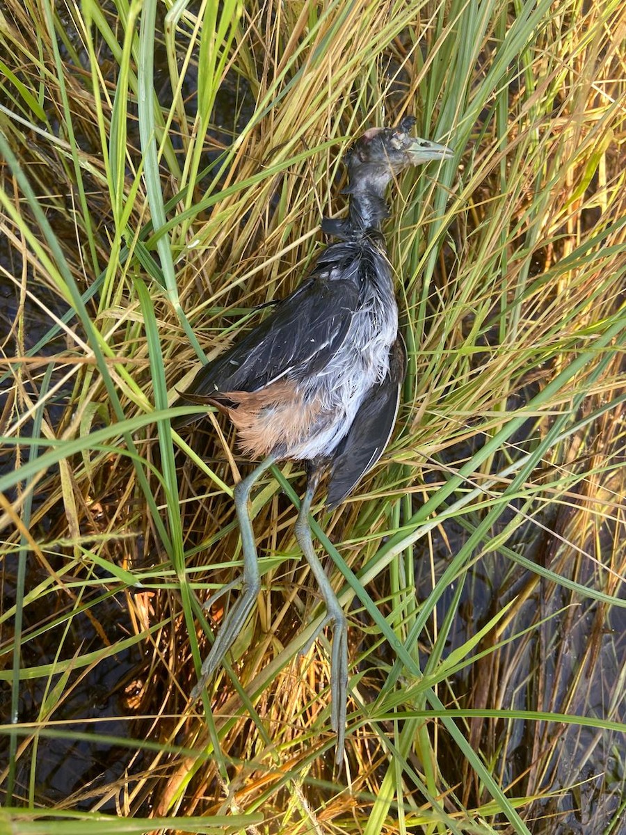 Striped Crake - ML633189158