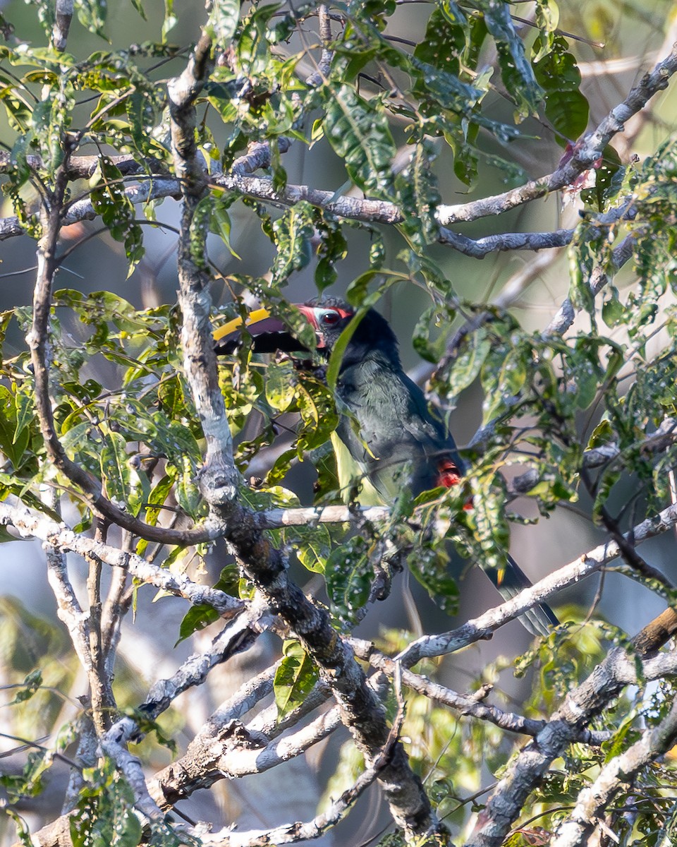 Green Aracari - ML633189168